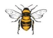 Honey Bee Image