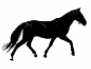 Horse Image