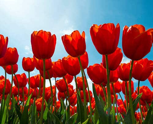 Deteriorating Weather Over Tulips In Springtulips On A Sunny Field In Spring