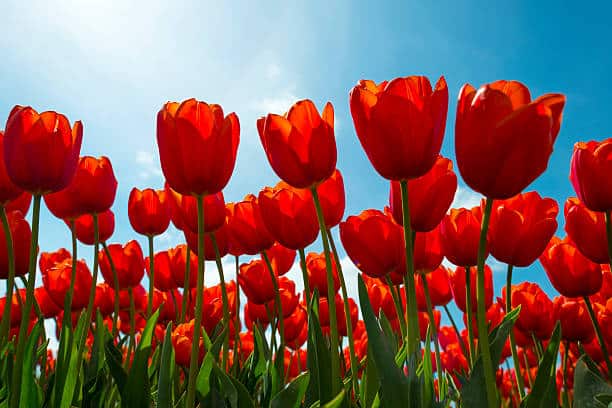 Deteriorating Weather Over Tulips In Springtulips On A Sunny Field In Spring